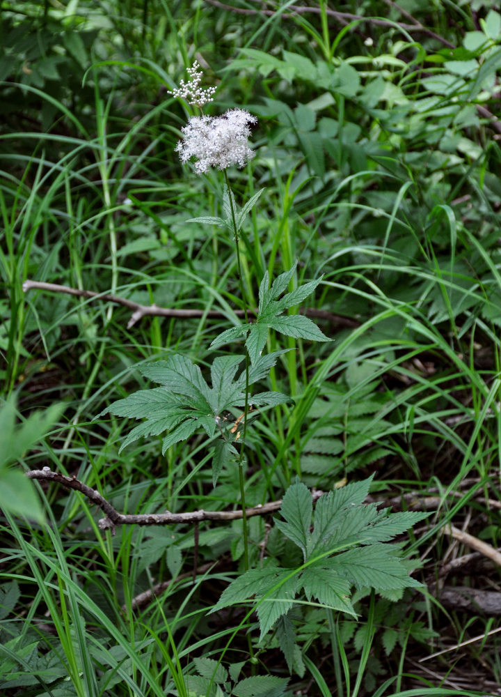 Изображение особи Filipendula palmata.