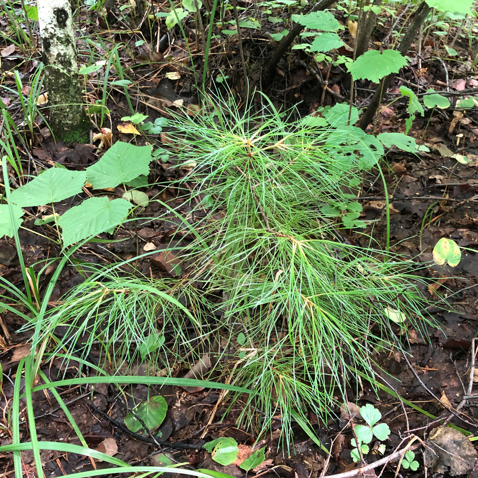 Image of Pinus koraiensis specimen.