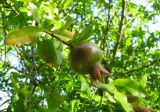 Punica granatum