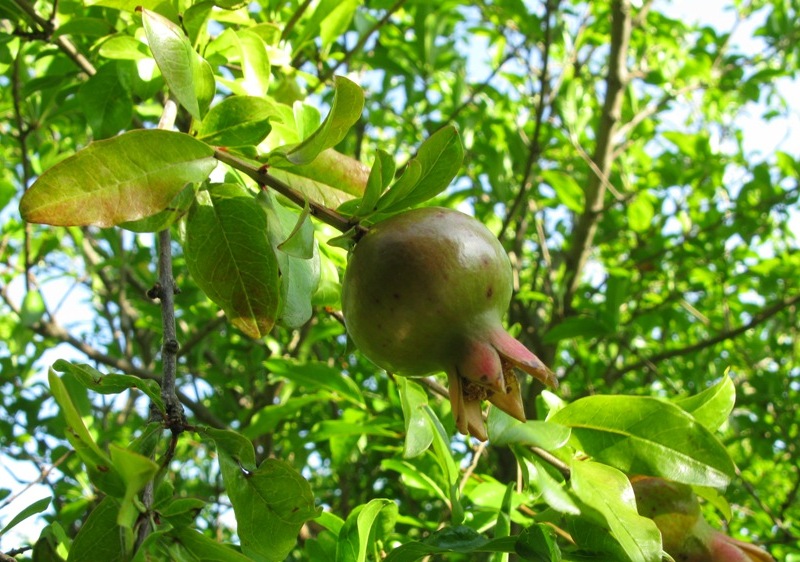 Image of Punica granatum specimen.