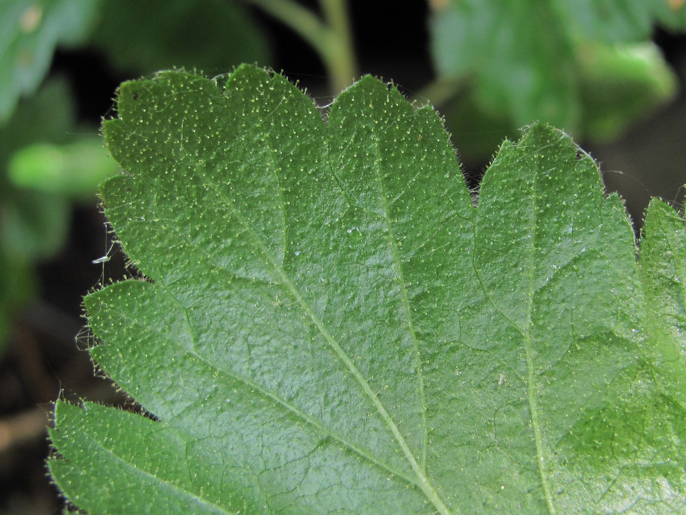 Image of Ribes orientale specimen.