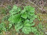 Heracleum sosnowskyi. Вегетирующее растение. Беларусь, Гродненская обл., Кореличский р-н, Красненский сельсовет, дер. Полоная, придорожная канава. 06.05.2022.