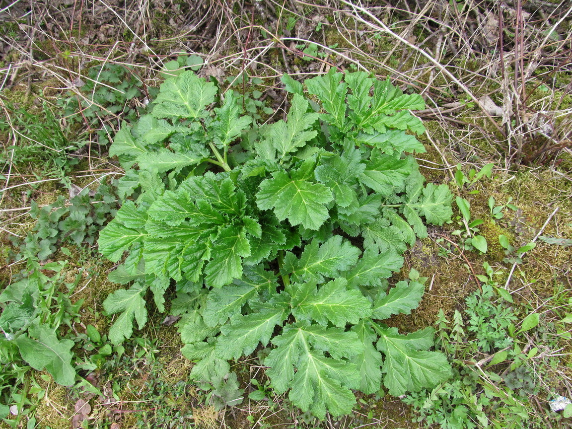 Image of Heracleum sosnowskyi specimen.