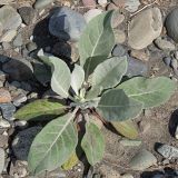 Verbascum gnaphalodes