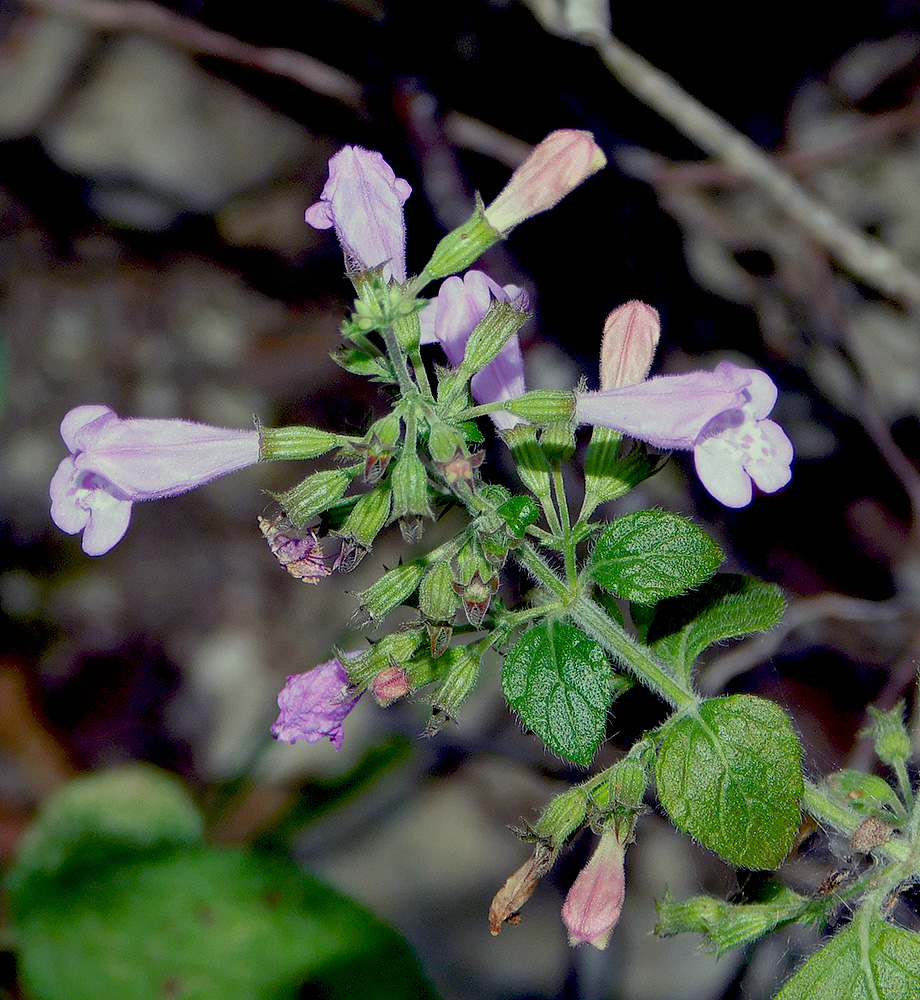 Image of Clinopodium nepeta specimen.