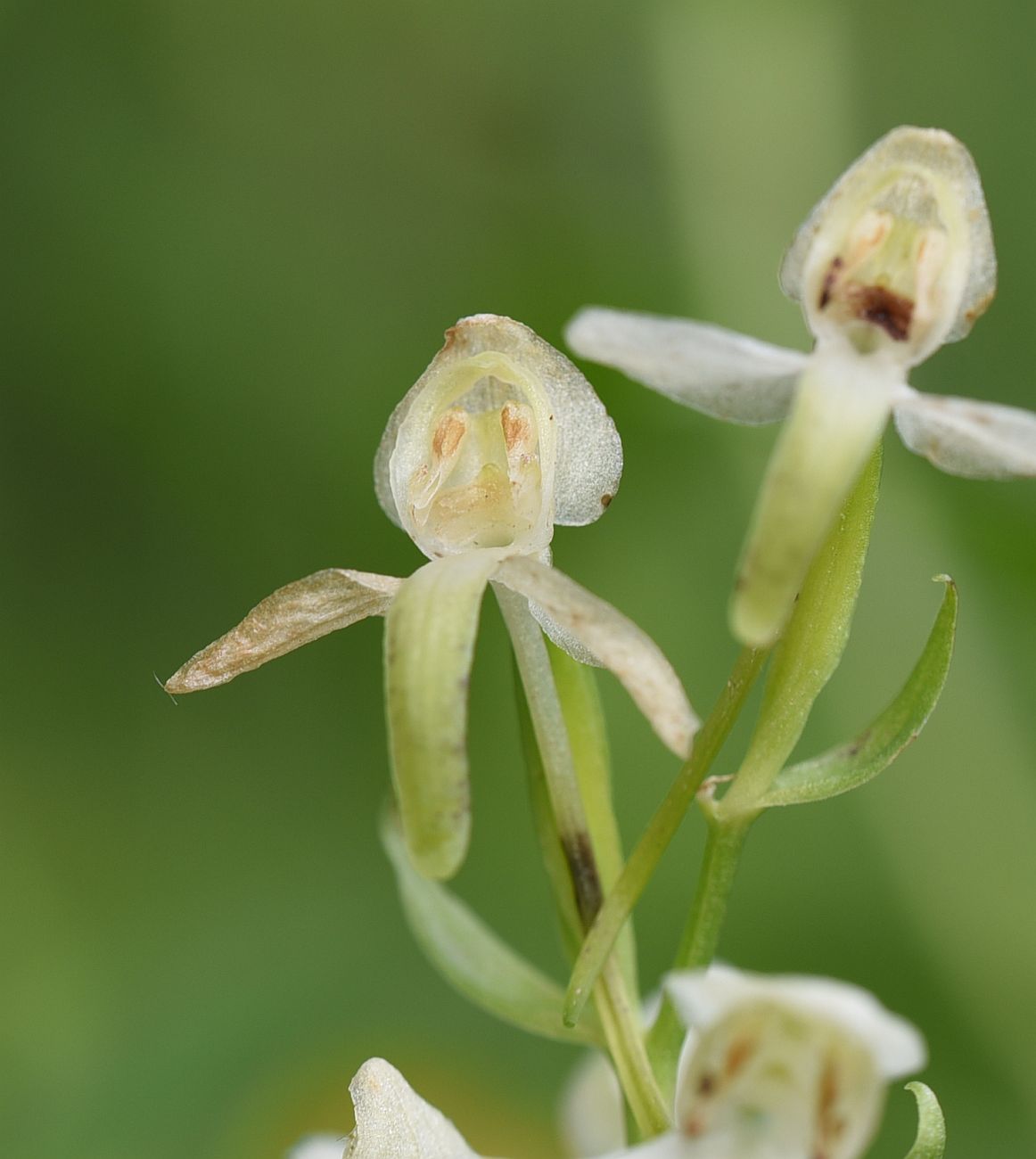 Изображение особи Platanthera chlorantha.