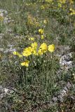Papaver croceum. Цветущие и плодоносящие растения. Южный Казахстан, Таласский Алатау, ущелье Коксай, высота 2700 м н.у.м.
