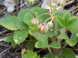 Fragaria viridis