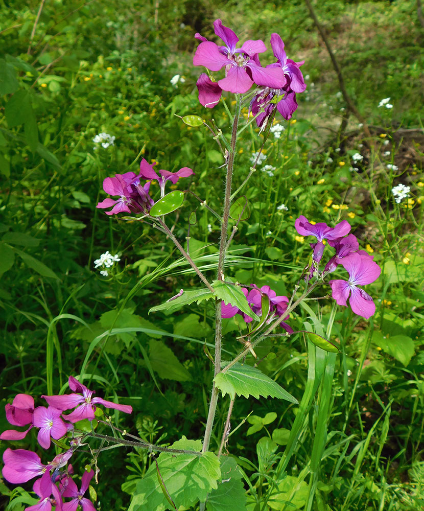 Изображение особи Lunaria annua.