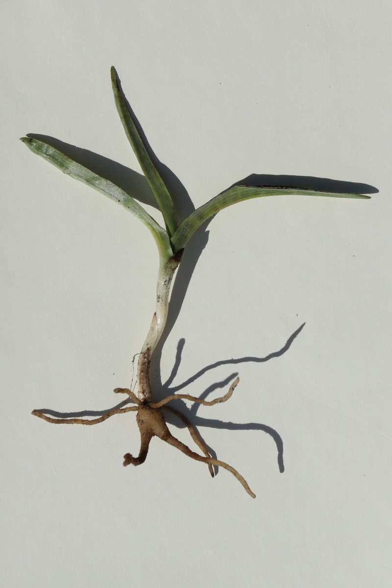 Изображение особи Dactylorhiza baltica.