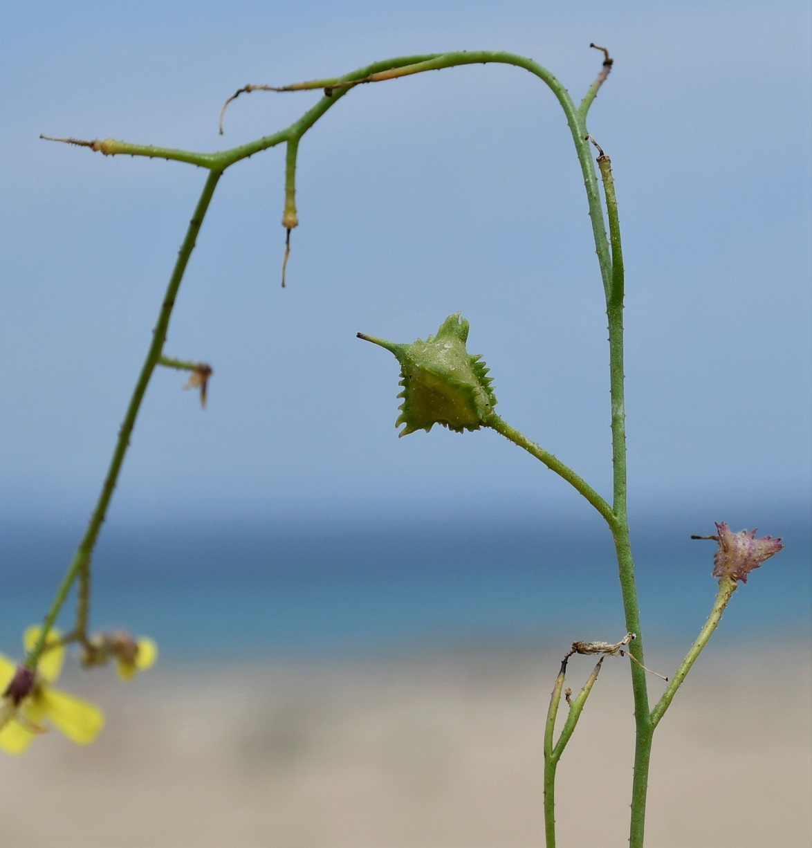 Image of Bunias erucago specimen.