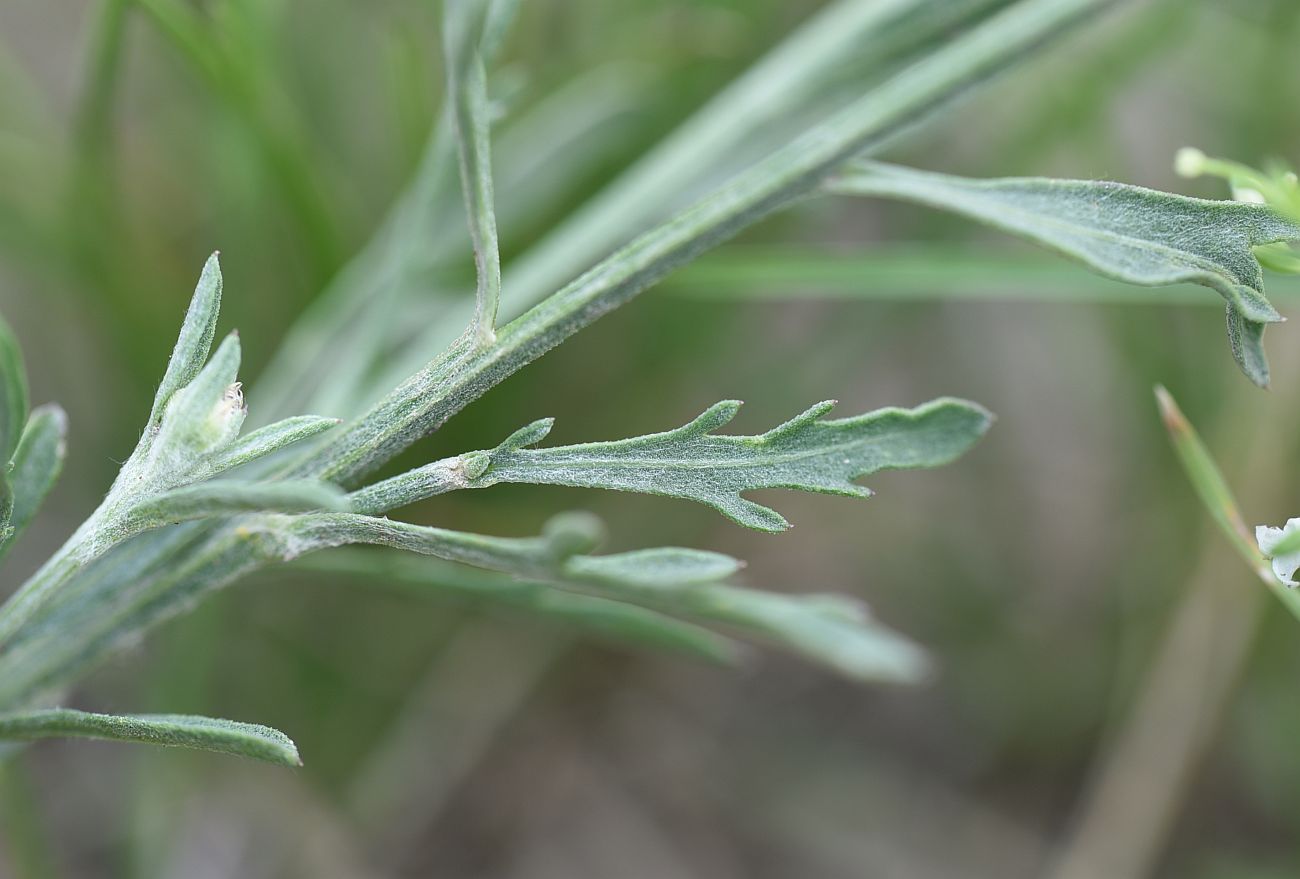 Изображение особи род Centaurea.