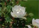 Rosa spinosissima