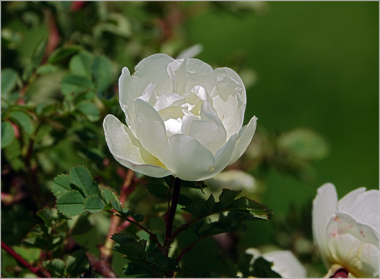 Image of Rosa spinosissima specimen.