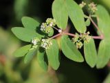 Euphorbia hypericifolia. Верхушка цветущего и плодоносящего растения. Турция, г. Анталья, Beach Park, сорное. 24.08.2022.