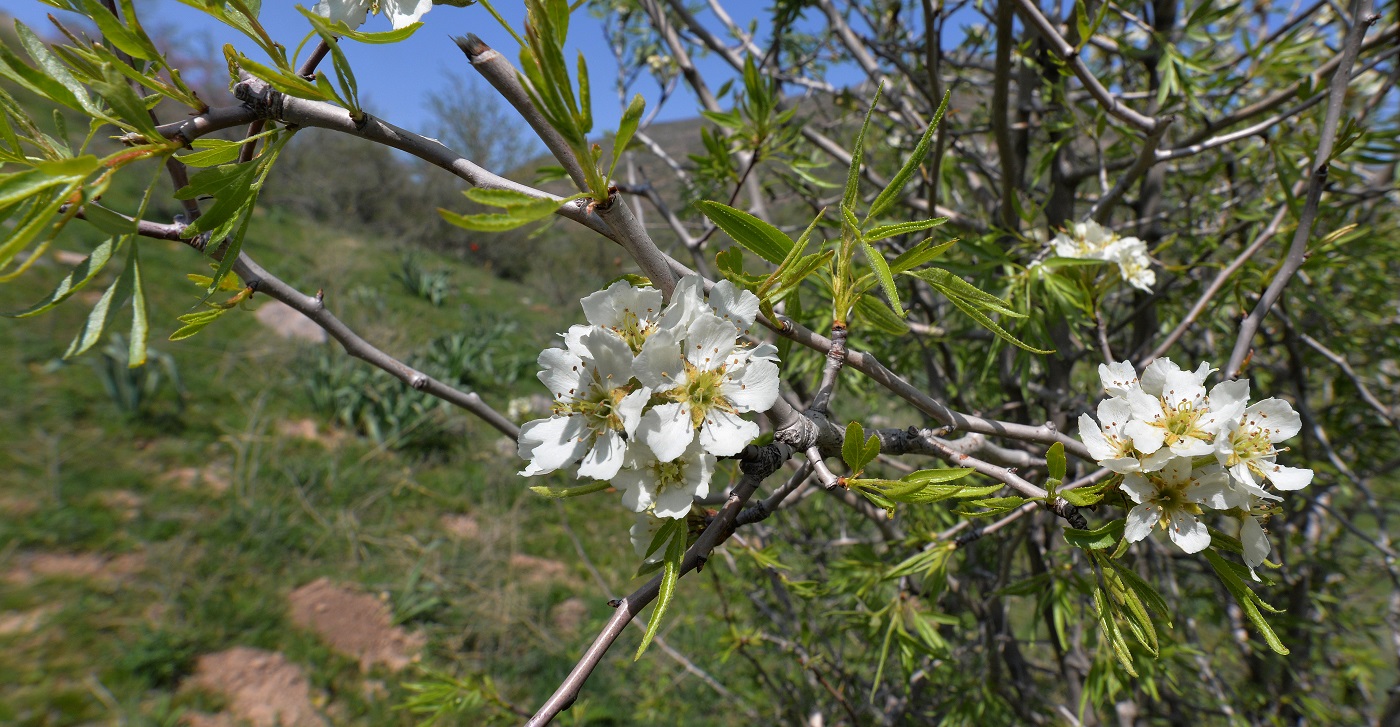 Изображение особи Pyrus regelii.