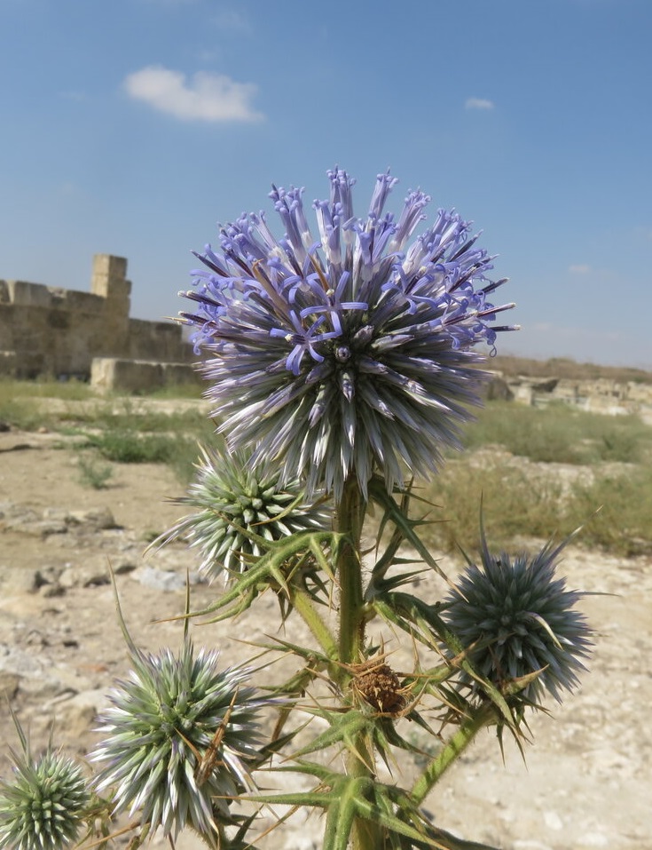 Image of Echinops spinosissimus specimen.