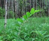 Polygonatum multiflorum