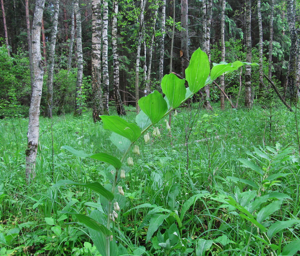 Image of Polygonatum multiflorum specimen.
