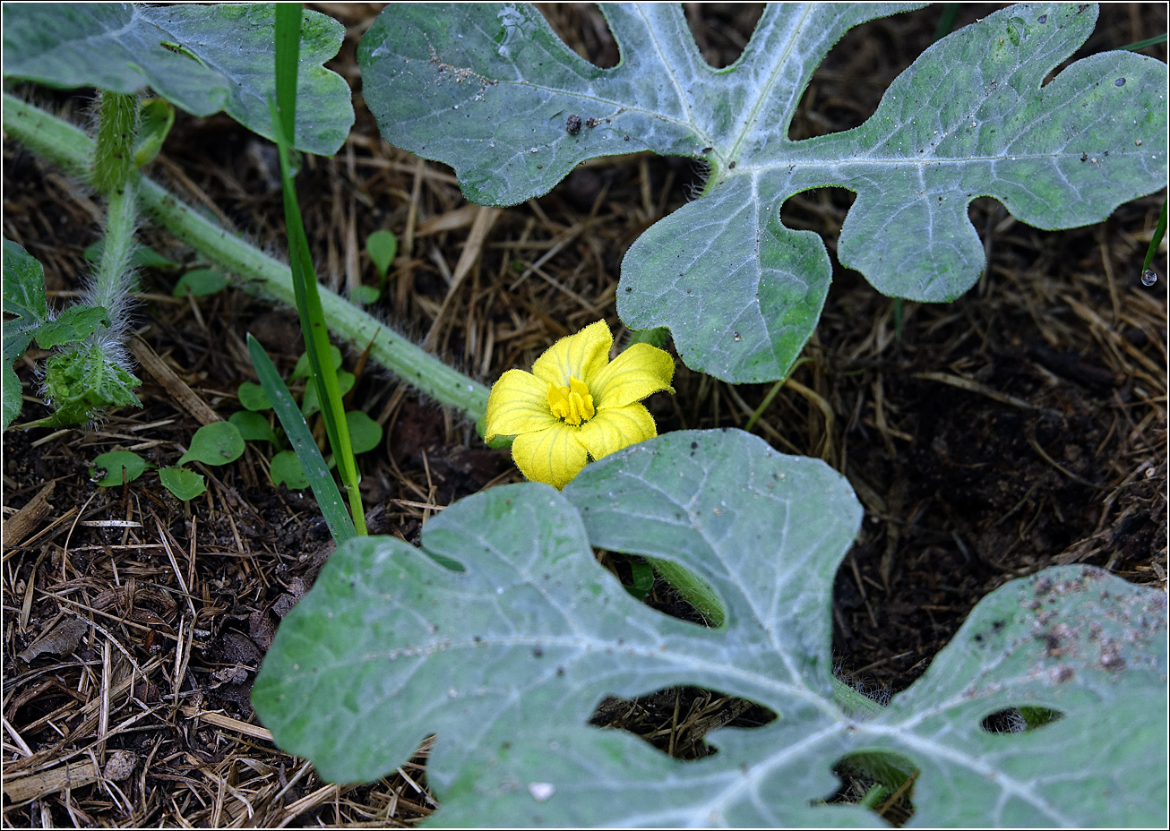 Изображение особи Citrullus lanatus.