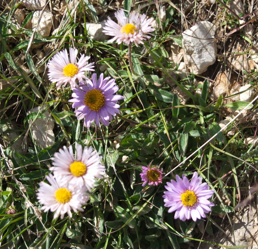 Изображение особи семейство Asteraceae.