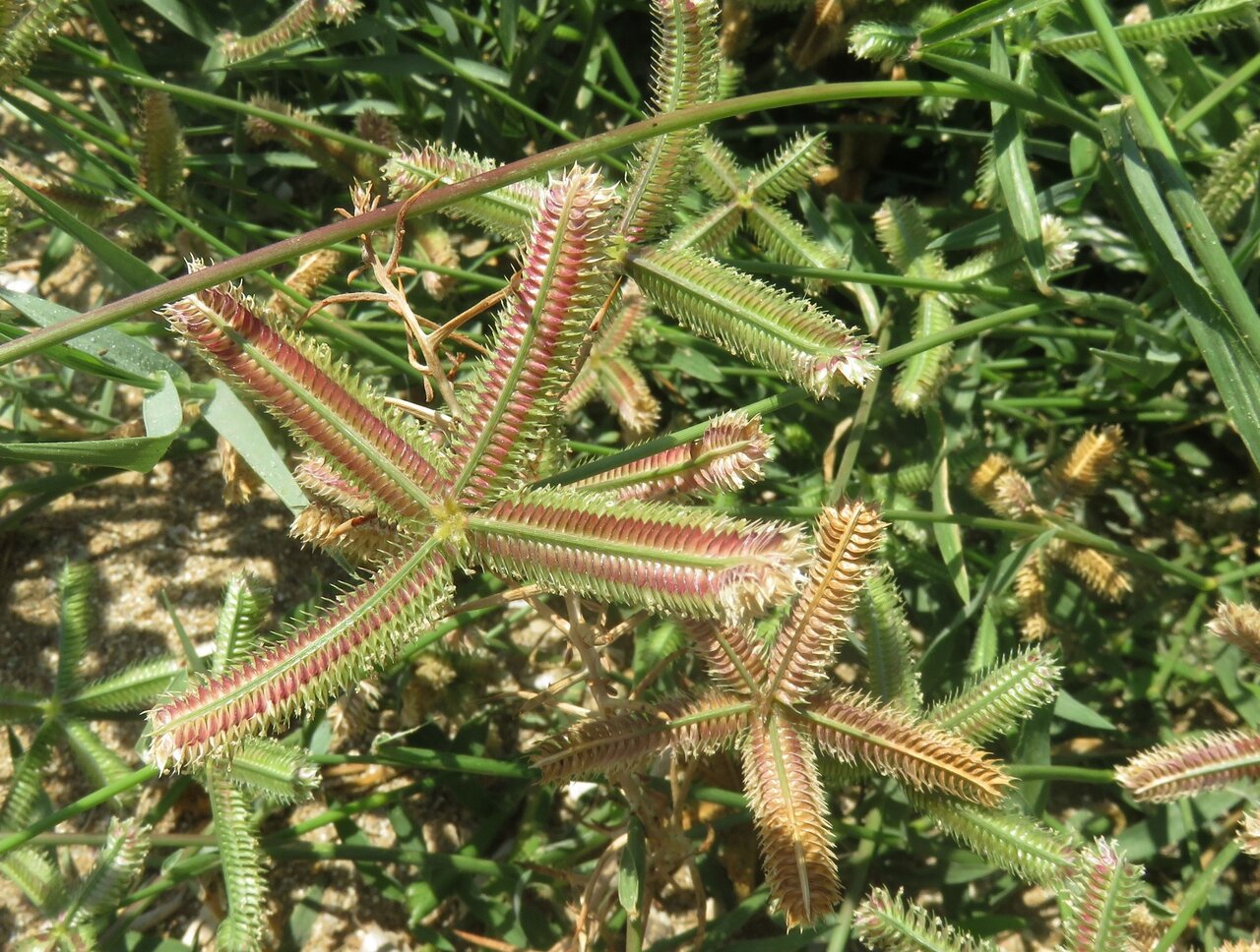 Image of Dactyloctenium aegyptium specimen.