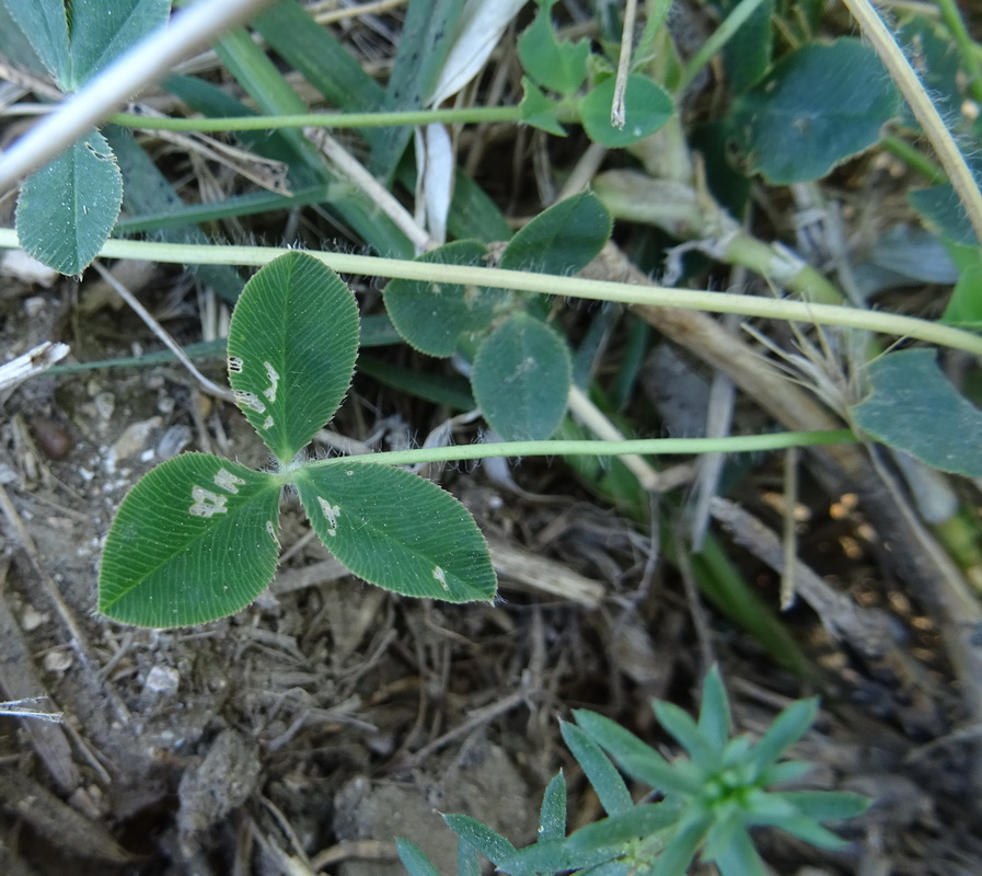 Image of Trifolium bonannii specimen.