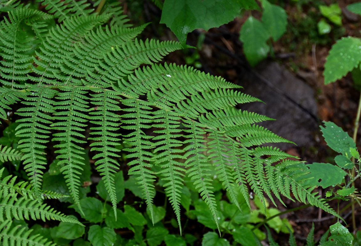 Image of Athyrium monomachii specimen.