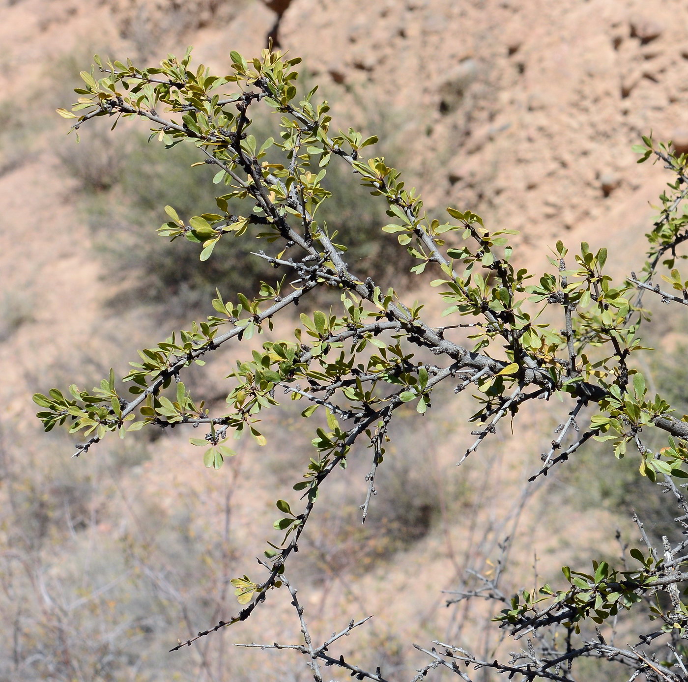 Изображение особи Rhamnus songorica.