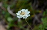 Scabiosa ochroleuca