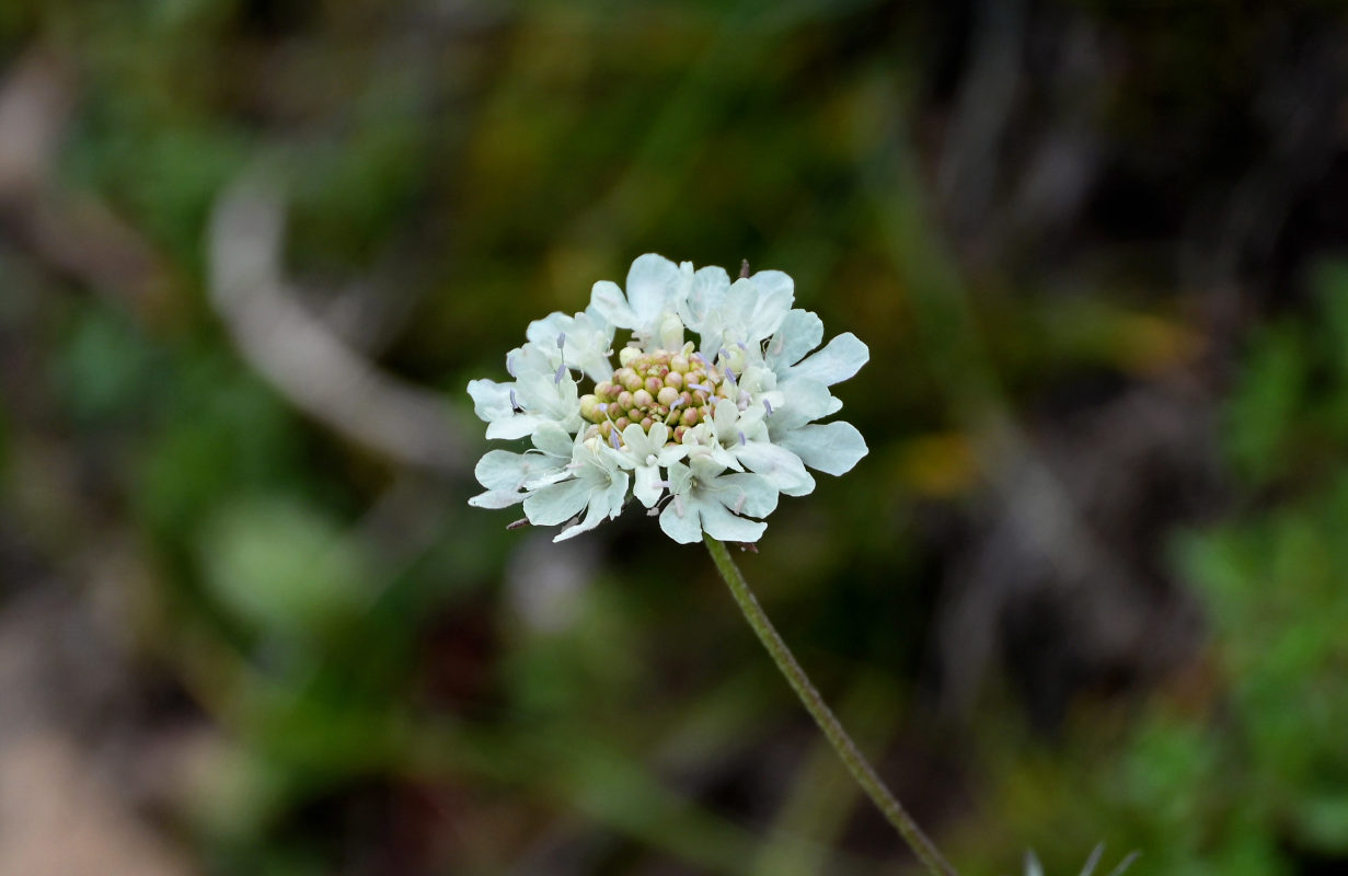 Изображение особи Scabiosa ochroleuca.