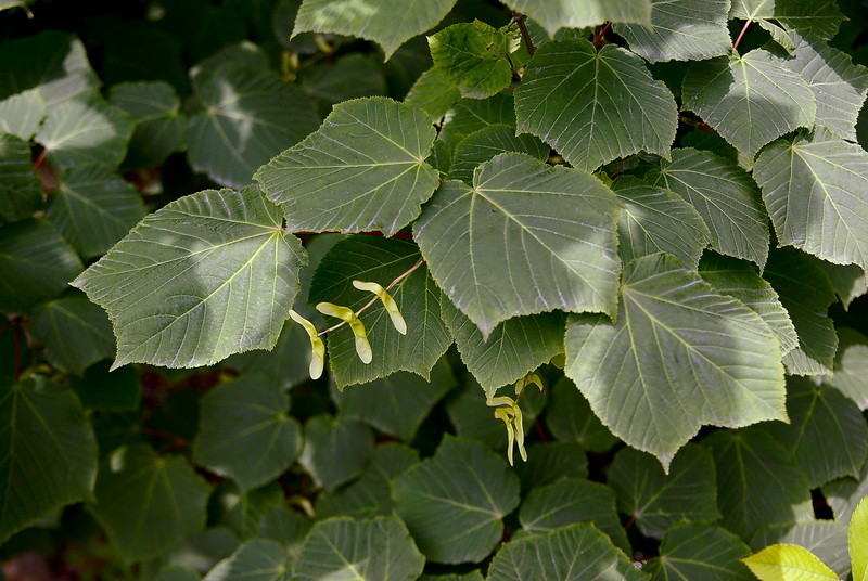 Image of Acer tegmentosum specimen.