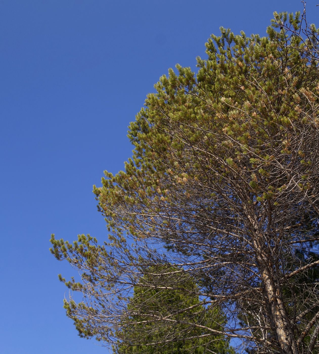 Изображение особи Pinus sylvestris.