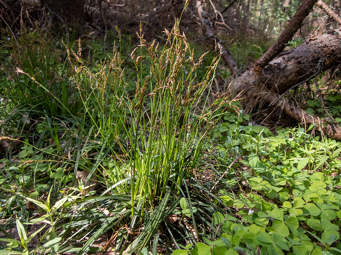 Изображение особи Carex digitata.