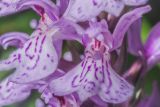 Dactylorhiza maculata. Цветки. Ленинградская обл., заказник \"Сестрорецкое болото\", кромка болотного массива. 08.07.2023.