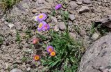 Erigeron allochrous