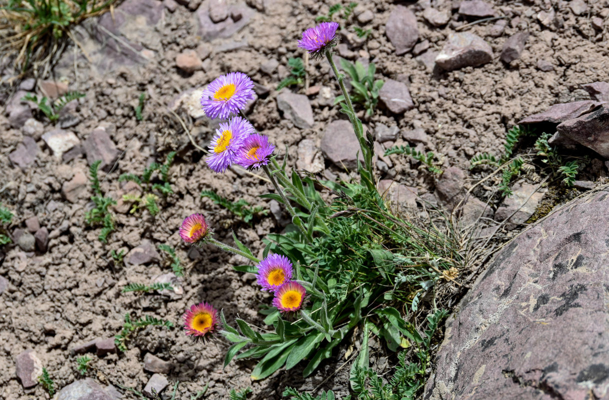 Image of Erigeron allochrous specimen.