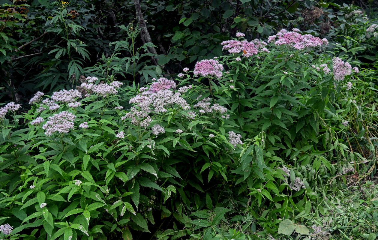 Изображение особи Eupatorium glehnii.