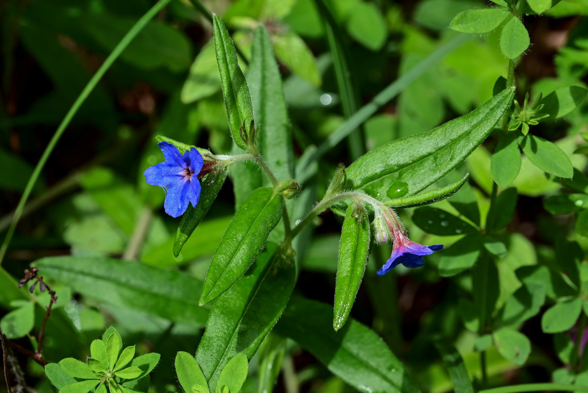 Изображение особи Aegonychon purpureocaeruleum.