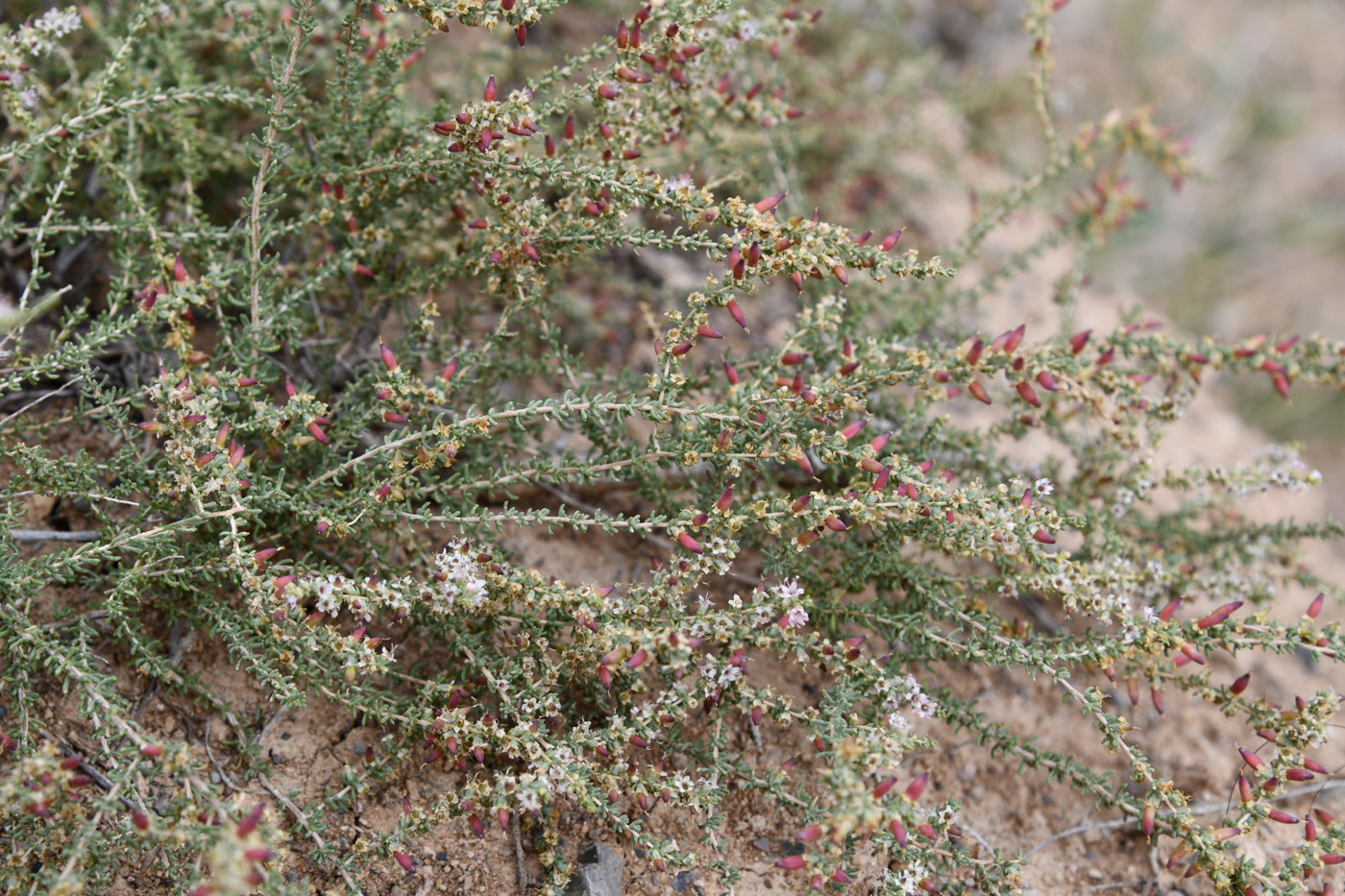 Image of Reaumuria songarica specimen.