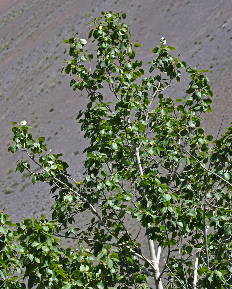 Image of genus Populus specimen.