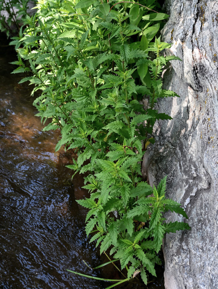 Изображение особи Lycopus europaeus.