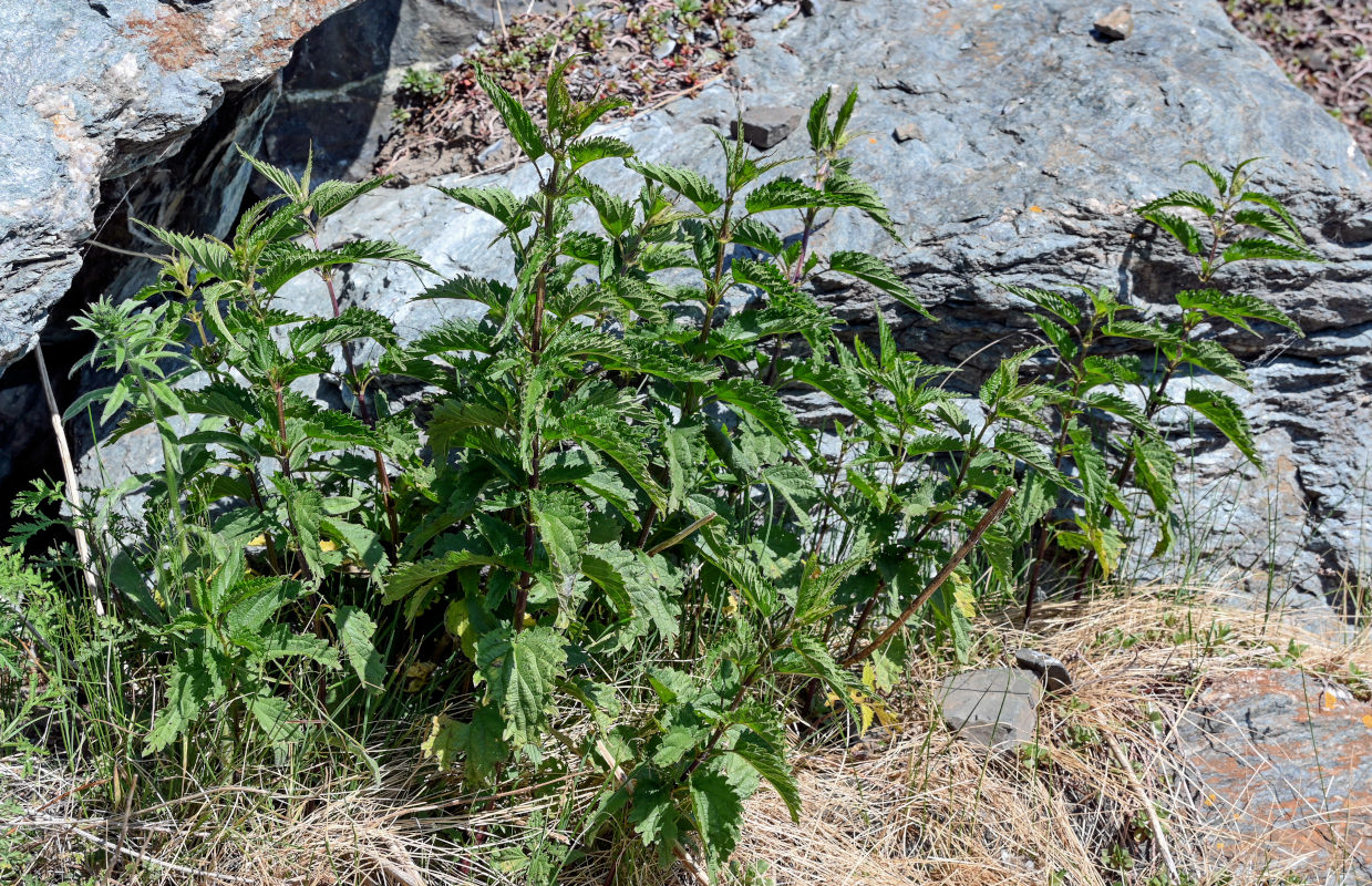 Изображение особи Urtica dioica.