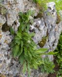 Campanula