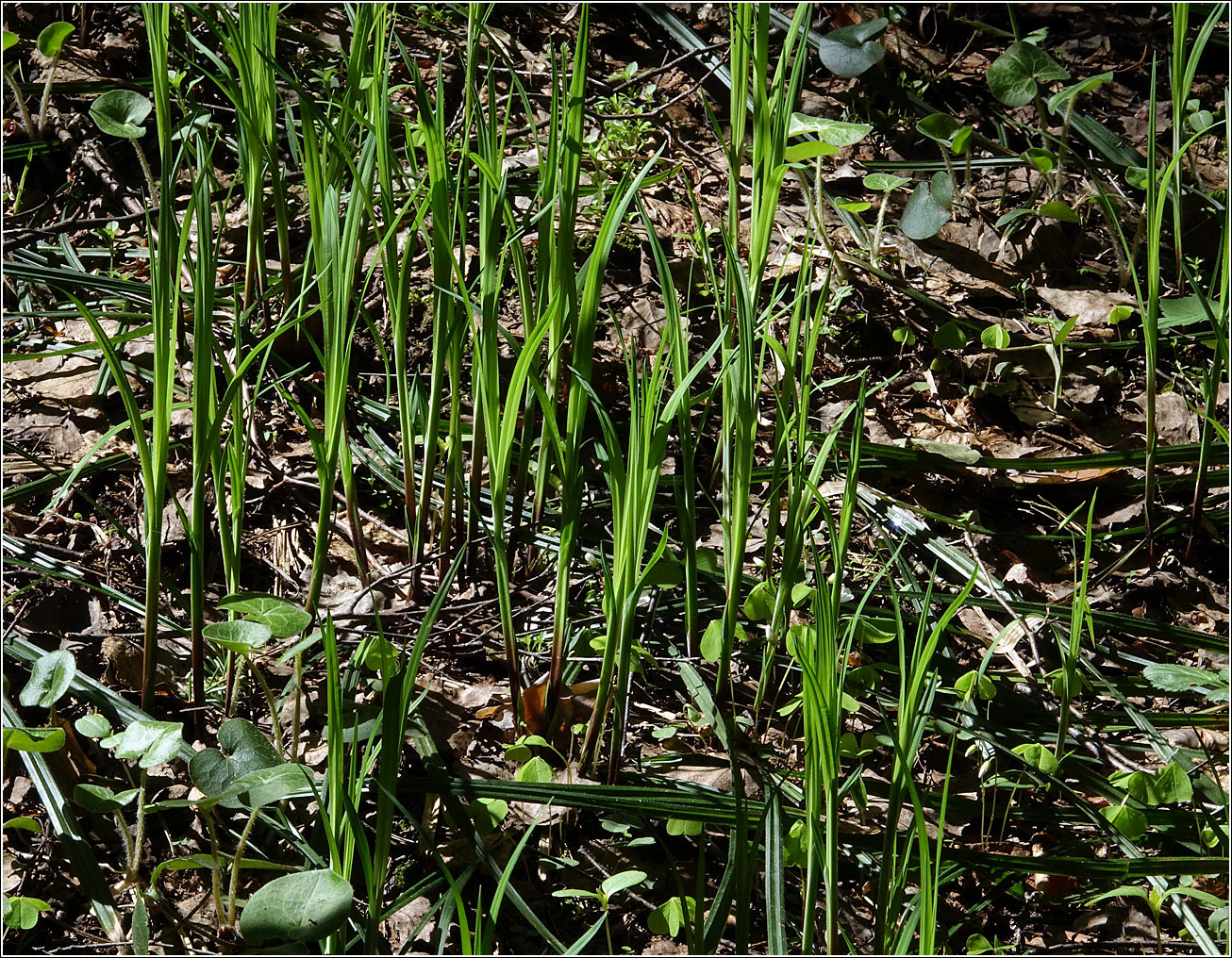 Image of Carex pilosa specimen.