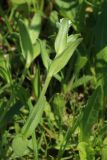 genus Cerastium