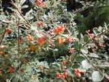 genus Cotoneaster