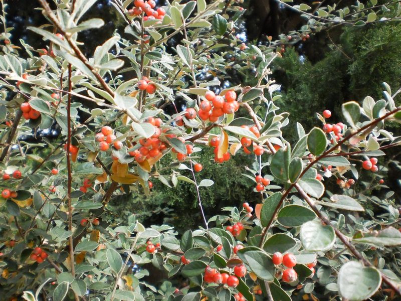 Image of genus Cotoneaster specimen.