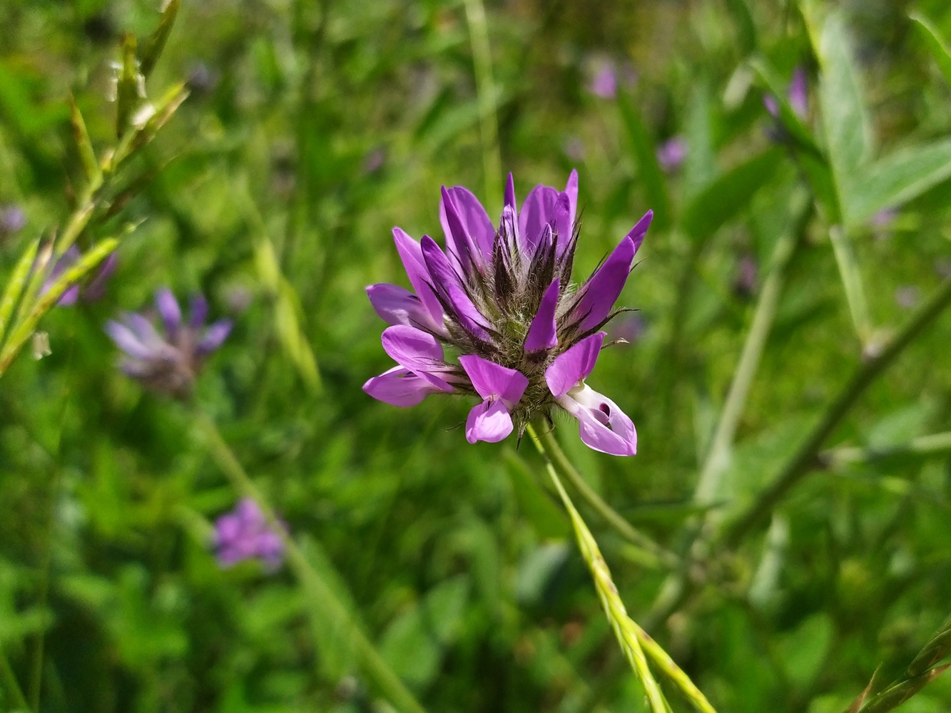 Изображение особи Psoralea bituminosa ssp. pontica.