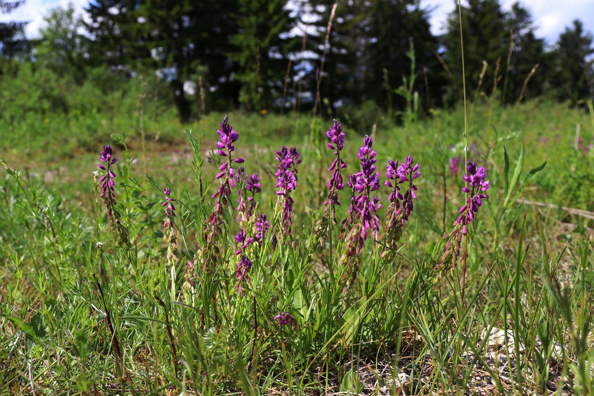 Изображение особи Polygala comosa.